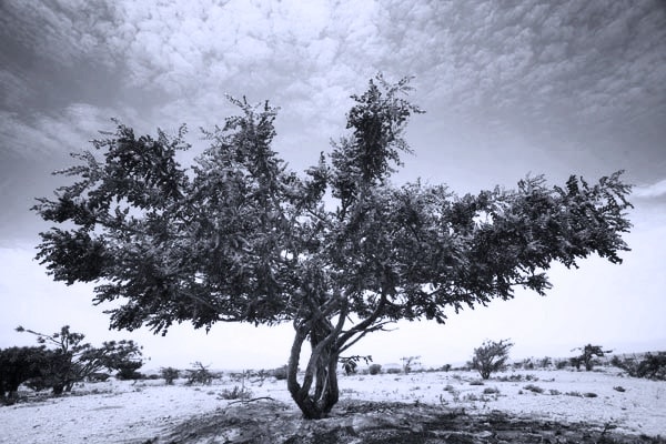 Strom Boswellia serrata produkuje léčivé kyseliny boswelové