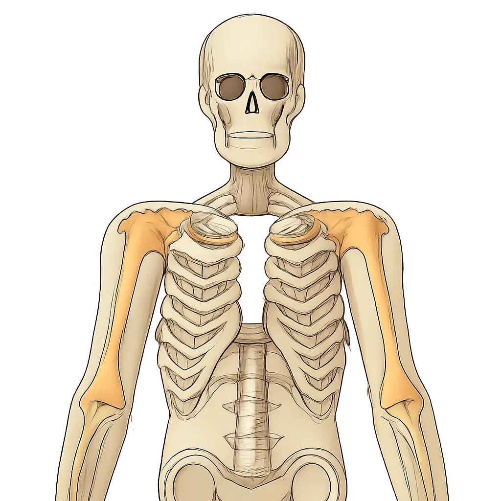 Ilustrace znázorňující téma: Osteoporóza